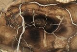 Polished Petrified Wood Round - McDermitt, Oregon #199002-1
